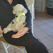Valko White a rejoint le concours — aidez-le/la à gagner de superbes lots ! black_clothing, calm, chair, cozy, cute, dog, fur, hand, home, indoor, lap, person, pet_carrier, pet_harness, puppy, resting, sleeping, small_dog, tile_floor, white_chair