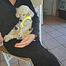 black_clothing, calm, chair, cozy, cute, dog, fur, hand, home, indoor, lap, person, pet_carrier, pet_harness, puppy, resting, sleeping, small_dog, tile_floor, white_chair