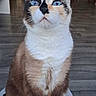 cat, blue_eyes, sitting, indoor, stool, wooden_floor, feline, pet, white_paws, fur, curious, looking_up, calm, household, domestic_animal, mammal, whiskers, unique_pattern, close_up, portrait
