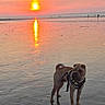 dog, beach, sunset, water, reflection, sand, sky, sun, outdoor, animal, pet, nature, evening, leash, calm, serene, landscape, sunlight, horizon, twilight