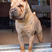 Taôs a rejoint le concours — aidez-le/la à gagner de superbes lots ! dog, shar_pei, wrinkles, pet, indoors, doorway, floor, fur, animal, canine, brown, standing, guarding, serious, companion, domestic, portrait, houseplant, furniture, home