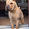 dog, shar_pei, wrinkles, pet, indoors, doorway, floor, fur, animal, canine, brown, standing, guarding, serious, companion, domestic, portrait, houseplant, furniture, home