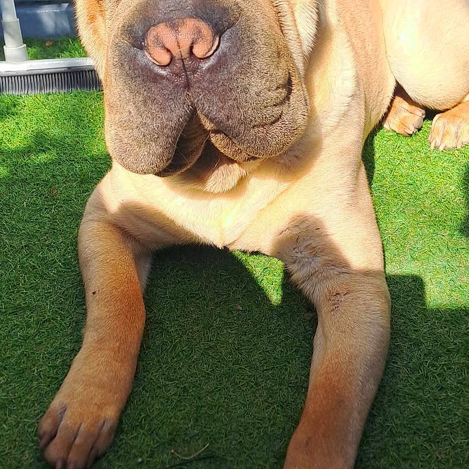 Taôs