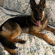 Bama joined the competition — help win amazing prizes! dog, german_shepherd, pet, animal, tongue_out, lying_down, bed, blanket, floral_pattern, indoor, fur, ears, canine, cute, relaxed, comfort, home, mammal, portrait, resting
