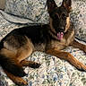 dog, german_shepherd, pet, animal, tongue_out, lying_down, bed, blanket, floral_pattern, indoor, fur, ears, canine, cute, relaxed, comfort, home, mammal, portrait, resting