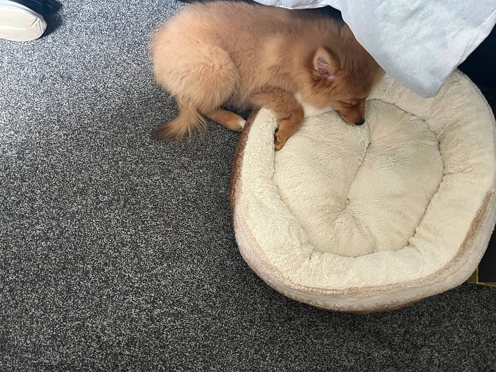 Gatsby is registered to the contest to win money with this photo: carnivore, comfort, companion_dog, dog_breed, domestic_short_haired_cat, fawn, felidae, flooring, foot, fur, linens, paw, small_to_medium_sized_cats, snout, sporting_group, tail, terrestrial_animal, toy_dog, whiskers, working_animal