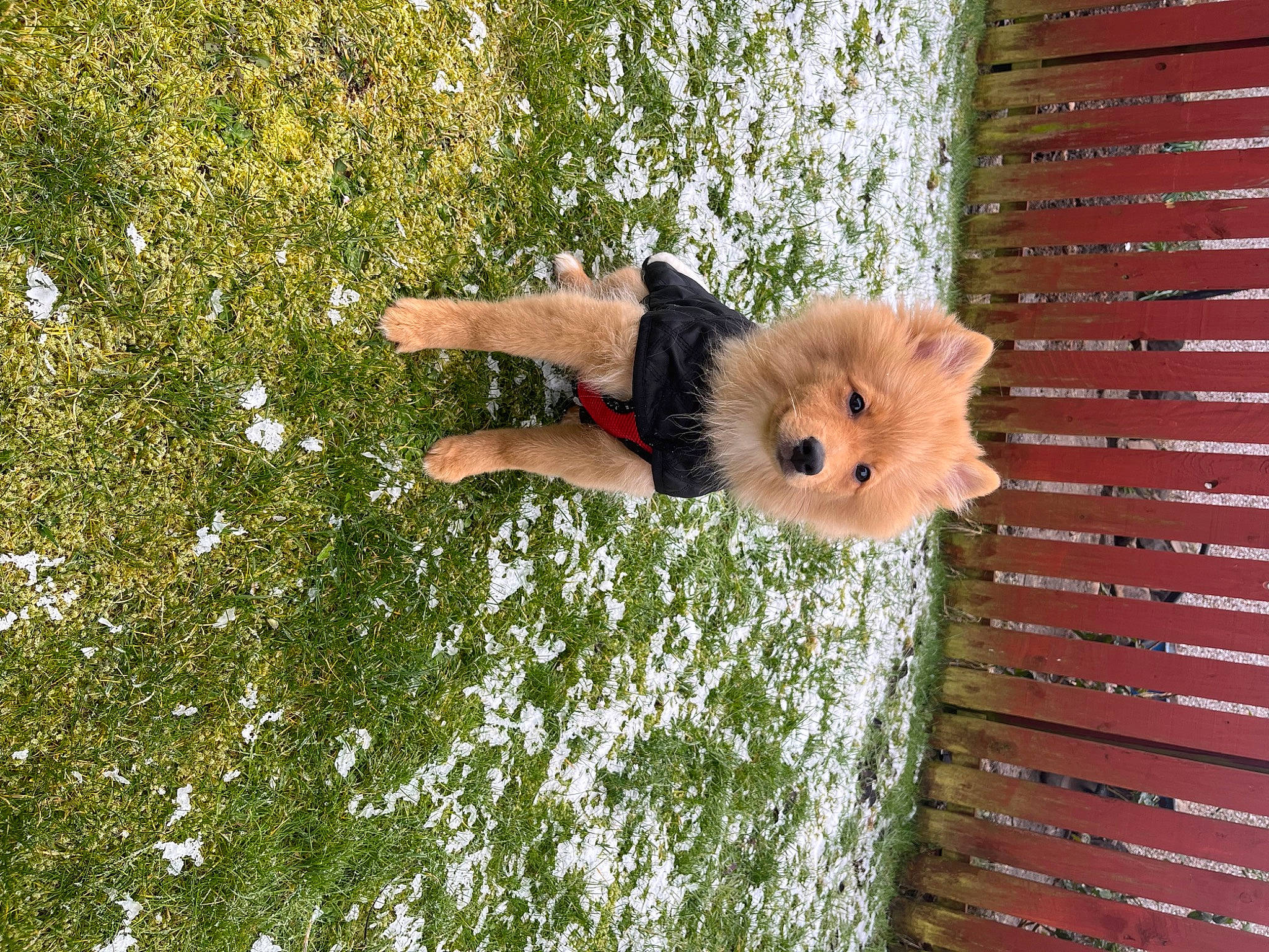 Gatsby is registered to the contest to win money with this photo: canidae, companion_dog, fawn, felidae, freezing, fun, fur, grass, people_in_nature, plant, snow, sporting_group, tail, tree, whiskers, winter, wood