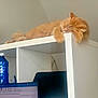 cat, orange_cat, sleeping, shelf, white_furniture, indoor, water_bottle, computer_monitor, office, relaxing, fur, paw, resting, electronics, technology, desktop, household, quiet, cozy, feline