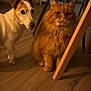 dog, cat, indoor, wooden_floor, chair_leg, pet, furry, orange_cat, small_dog, domestic_animal, curious, fluffy, companions, warm_lighting, floor, quiet, animal_pair, household, cozy, furniture