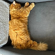 Nuggets participe au concours pour gagner de l'argent avec cette photo : cat, orange_cat, fluffy, sleeping, couch, furniture, indoor, pet, relaxing, tail, paw, fur, cozy, domestic_cat, resting, side_view, animal, cute, home, mammal