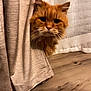 cat, orange_cat, curtain, whiskers, fur, floor, wood_floor, indoor, pet, animal, peeking, curious, feline, close_up, mammal, domestic_animal, soft_texture, beige_curtain, flooring, cute