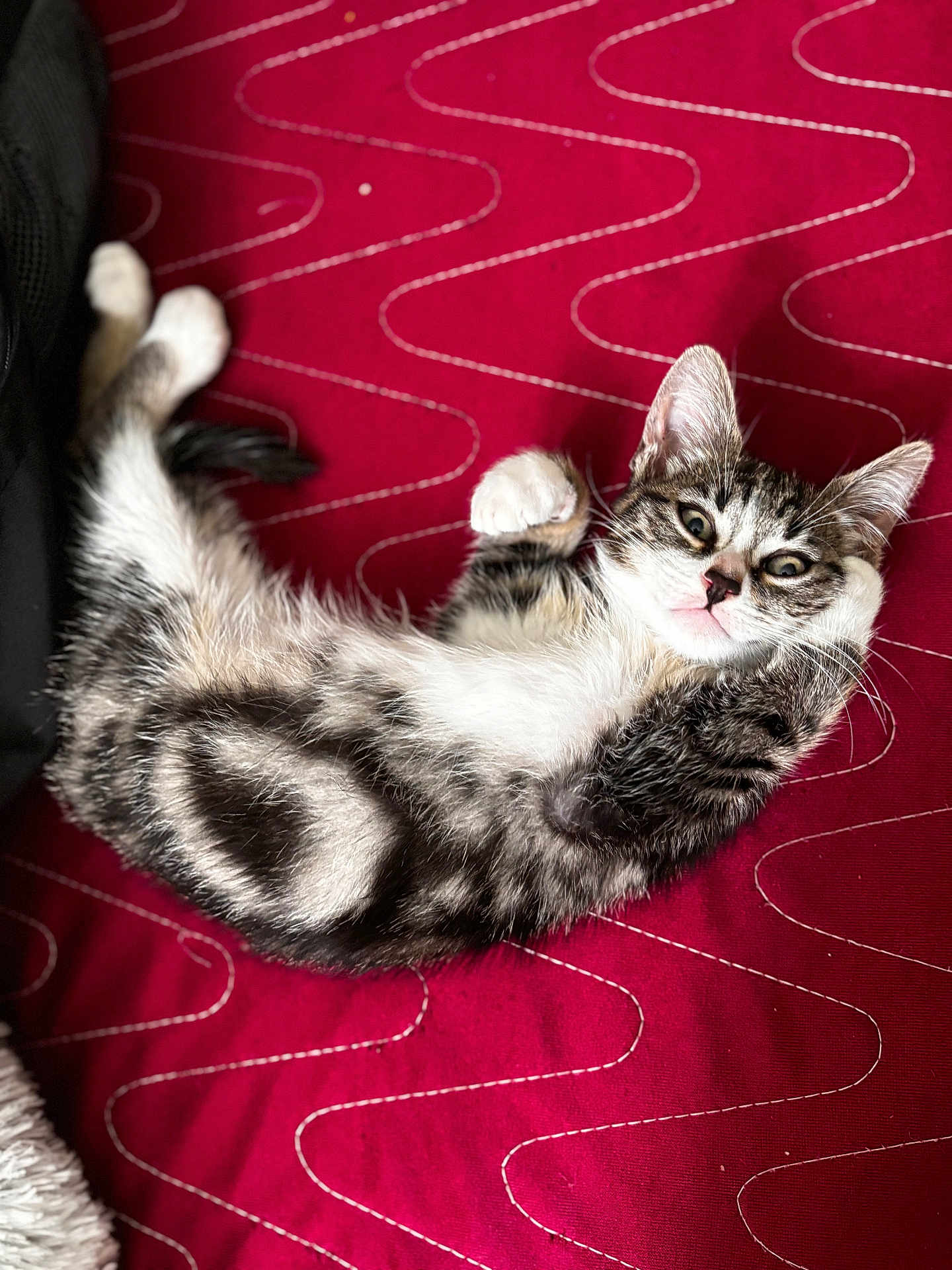 Whiskat a rejoint le concours — aidez-le/la à gagner de superbes lots ! kitten, cat, tabby, pet, animal, feline, cute, lying_down, fur, whiskers, paws, indoor, blanket, red, pattern, relaxed, young, playful, closeup, domestic_cat