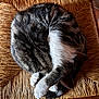 Whiskat a rejoint le concours — aidez-le/la à gagner de superbes lots ! cat, sleeping, curled_up, fur, tabby, white_paws, chair, woven_chair, wood, indoor, cozy, resting, pet, animal, feline, paw, ear, fur_texture, relaxation, domestic