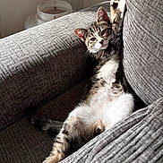 Whiskat a rejoint le concours — aidez-le/la à gagner de superbes lots ! cat, tabby, couch, furniture, indoor, pet, relaxed, sunlight, stretching, fur, whiskers, paw, cozy, resting, home, animal, sleepy, cute, living_room, domestic