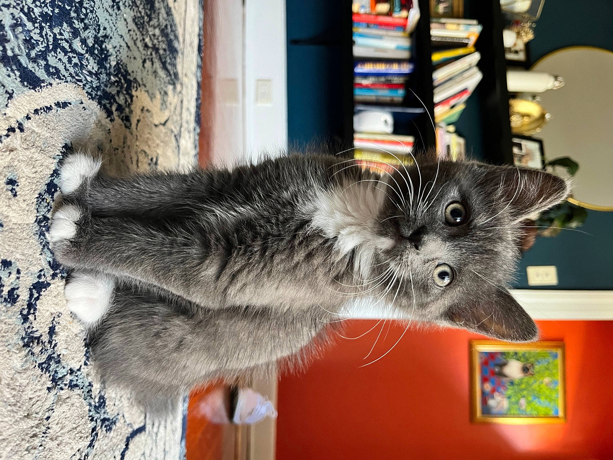 Picasso joined the competition — help win amazing prizes! art, canidae, carnivore, cat, claw, domestic_short_haired_cat, felidae, fur, grey, plant, small_to_medium_sized_cats, snout, tail, terrestrial_animal, tree, whiskers, wildlife, window