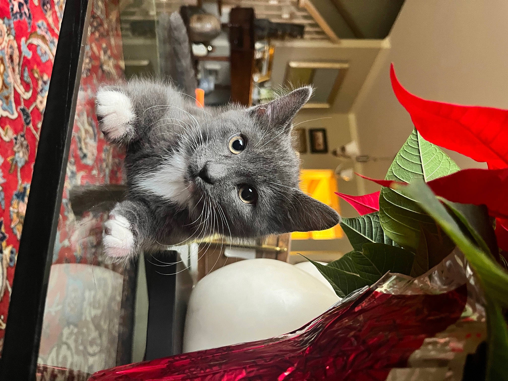Picasso is registered to the contest to win money with this photo: art, carmine, carnivore, cat, cat_supply, domestic_short_haired_cat, event, fawn, felidae, fur, grey, mammal, pattern, red, small_to_medium_sized_cats, snout, tail, tree, vertebrate, whiskers
