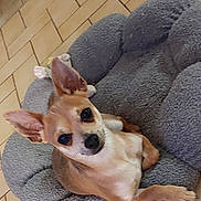 Vinsky a rejoint le concours — aidez-le/la à gagner de superbes lots ! dog, small_dog, pet_bed, gray_bed, tile_floor, alert, ears, canine, animal, cute, indoor, resting, looking_up, brown_dog, short_hair, companion, domestic, friendly, cozy, relaxed