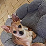 dog, small_dog, pet_bed, gray_bed, tile_floor, alert, ears, canine, animal, cute, indoor, resting, looking_up, brown_dog, short_hair, companion, domestic, friendly, cozy, relaxed