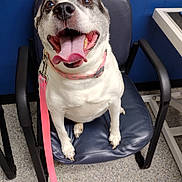 Gabbie is registered to the contest to win money with this photo: animal, black_and_white, canine, chair, closeup, collar, dog, excited, expression, floor, friendly, furniture, happy, indoor, leash, office, pet, seated, tongue_out, wall
