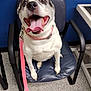animal, black_and_white, canine, chair, closeup, collar, dog, excited, expression, floor, friendly, furniture, happy, indoor, leash, office, pet, seated, tongue_out, wall