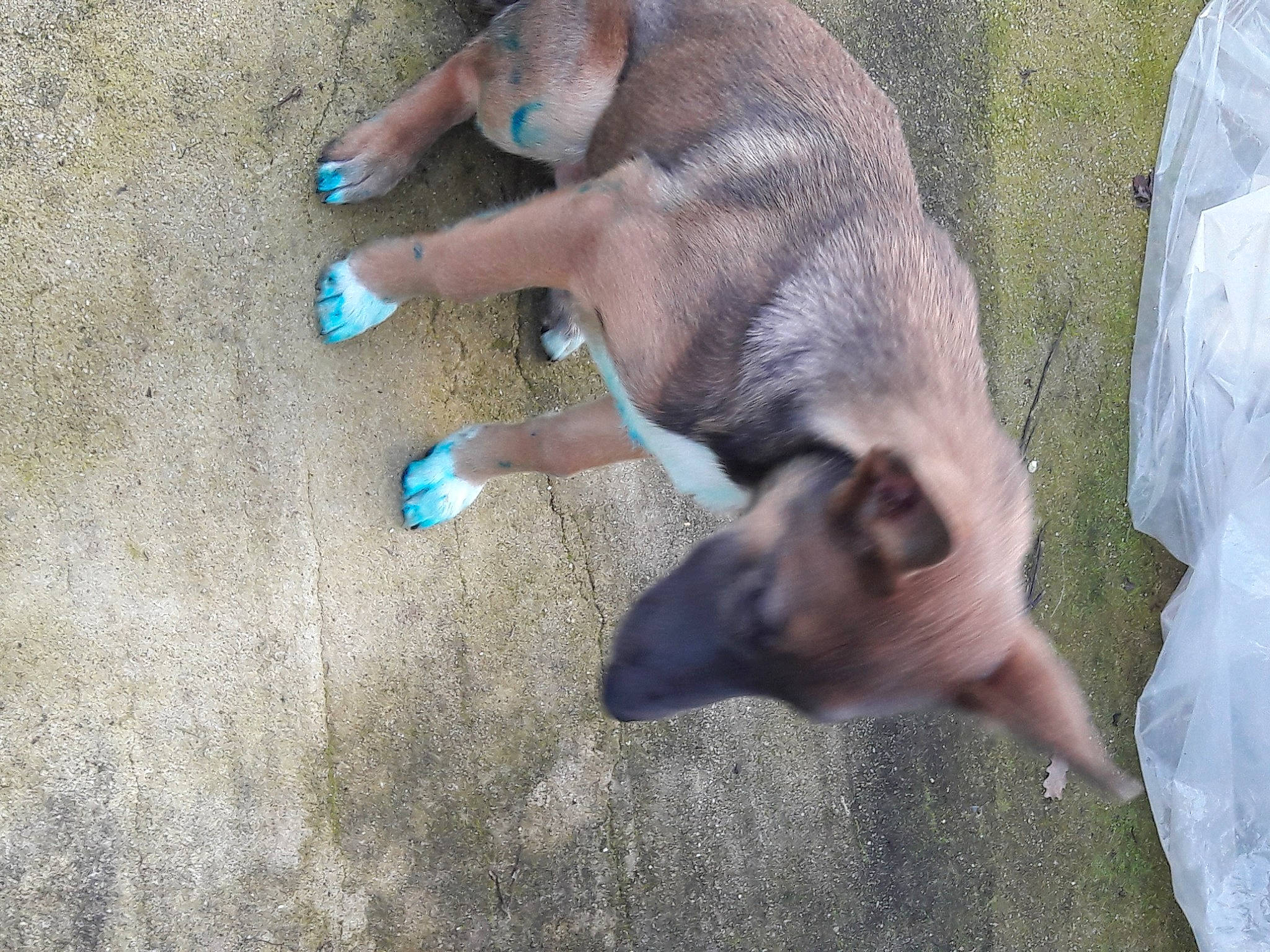 Népal a rejoint le concours — aidez-le/la à gagner de superbes lots ! canidae, carnivore, dog, dog_breed, fawn, snout, street_dog