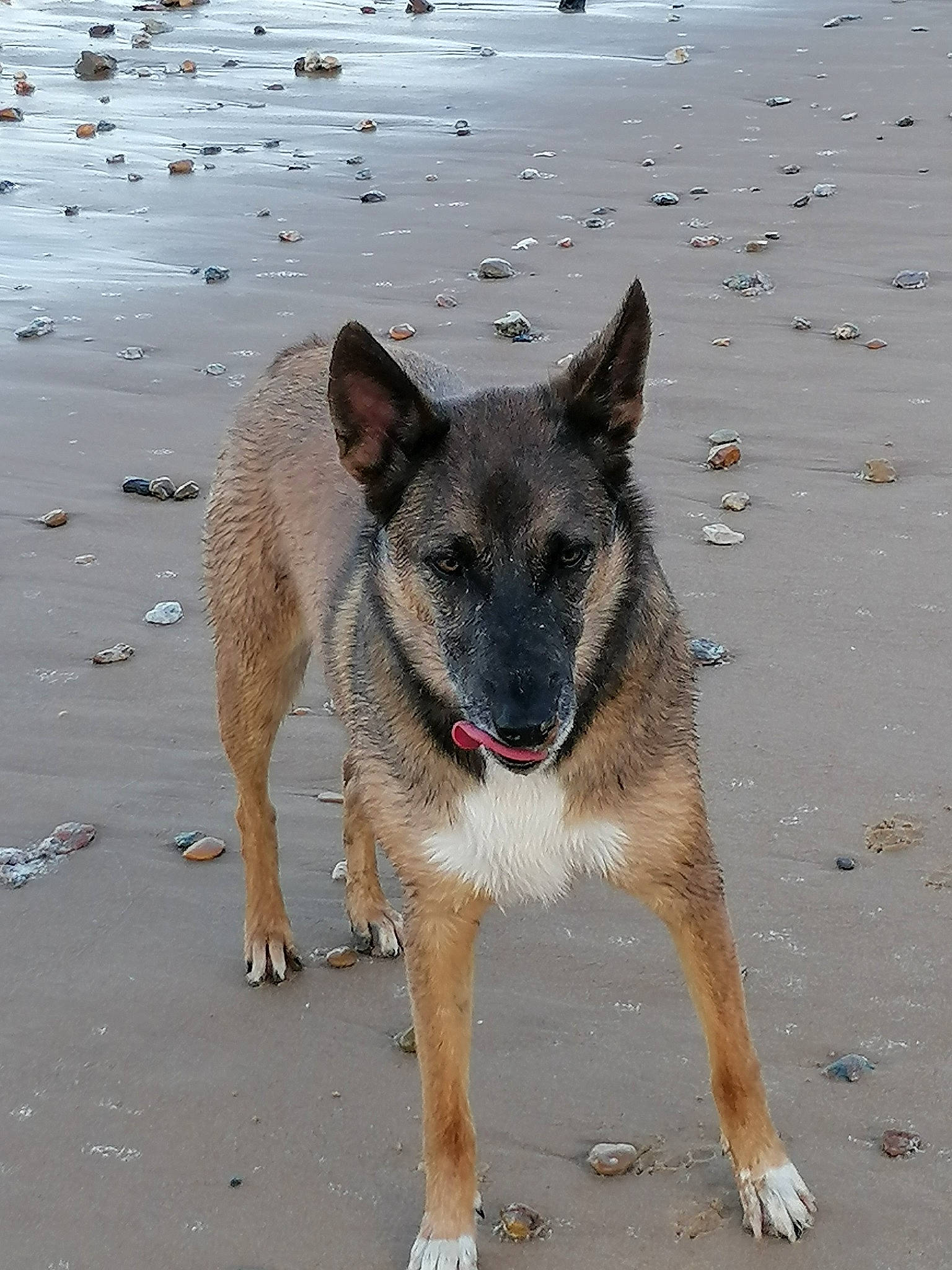 Népal a rejoint le concours — aidez-le/la à gagner de superbes lots ! belgian_shepherd, belgian_shepherd_malinois, canidae, carnivore, dog, dog_breed, fawn, kunming_wolfdog, laekenois, mammal, rare_breed_dog, shiloh_shepherd_dog, snout, vertebrate, working_dog