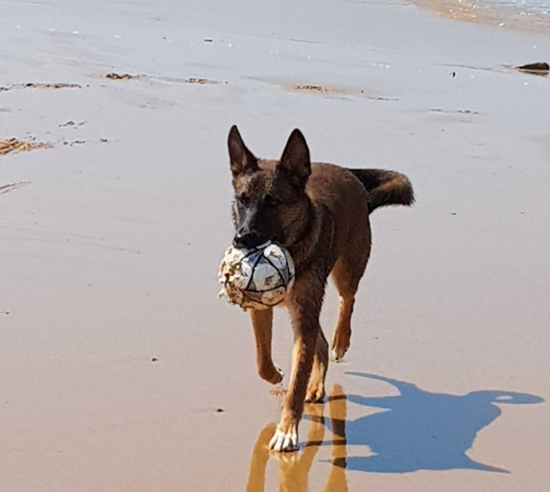Népal participe au concours pour gagner de l'argent avec cette photo : canidae, carnivore, dog, dog_breed, fawn, great_dane, ibizan_hound