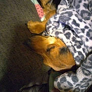 Paisley Grace is registered to the contest to win money with this photo: animal, blanket, brown, close_up, comfort, cozy, dog, fur, indoors, leopard_print, pattern, paw, pet, quiet, relaxation, resting, sleeping, snuggled, soft_texture, warm