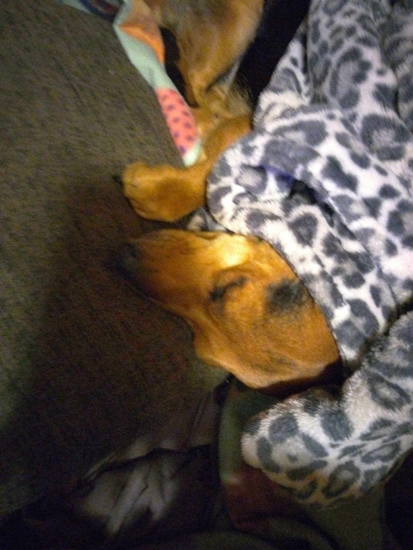 Paisley Grace is registered to the contest to win money with this photo: animal, blanket, brown, close_up, comfort, cozy, dog, fur, indoors, leopard_print, pattern, paw, pet, quiet, relaxation, resting, sleeping, snuggled, soft_texture, warm