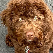Curry Shaver is registered to the contest to win money with this photo: animal, asphalt, brown, canine, close_up, curly_fur, cute, dog, domestic_animal, eyes, face, friendly, fur, furry, leash, nose, outdoor, pet, portrait, sitting