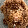 animal, asphalt, brown, canine, close_up, curly_fur, cute, dog, domestic_animal, eyes, face, friendly, fur, furry, leash, nose, outdoor, pet, portrait, sitting