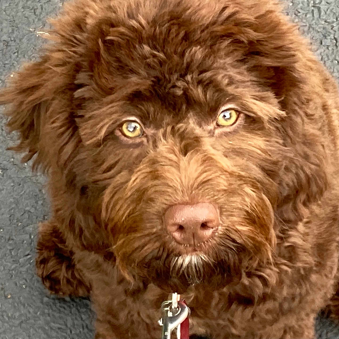 Curry Shaver is registered to the contest to win money with this photo: animal, asphalt, brown, canine, close_up, curly_fur, cute, dog, domestic_animal, eyes, face, friendly, fur, furry, leash, nose, outdoor, pet, portrait, sitting