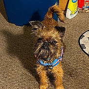 Odie joined the competition — help win amazing prizes! dog, small_dog, brown_fur, blue_collar, carpet, indoor, pet_supplies, storage_bin, dog_bowl, dog_food, mat, curious, scruffy, standing, looking_up, fur, animal, companion, home, pet