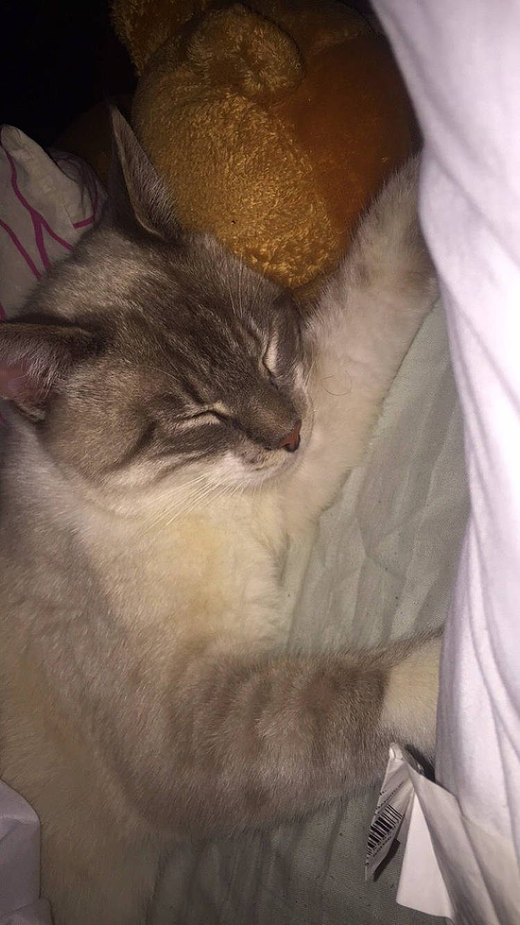 Neige a rejoint le concours — aidez-le/la à gagner de superbes lots ! carnivore, cat, domestic_short_haired_cat, felidae, fur, small_to_medium_sized_cats, snout, vertebrate, whiskers