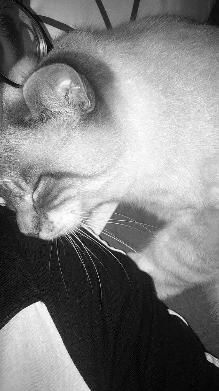 Neige a rejoint le concours — aidez-le/la à gagner de superbes lots ! black_and_white, carnivore, cat, close_up, domestic_short_haired_cat, felidae, fur, iris, monochrome, monochrome_photography, organ, photography, small_to_medium_sized_cats, snout, terrestrial_animal, vertebrate, whiskers