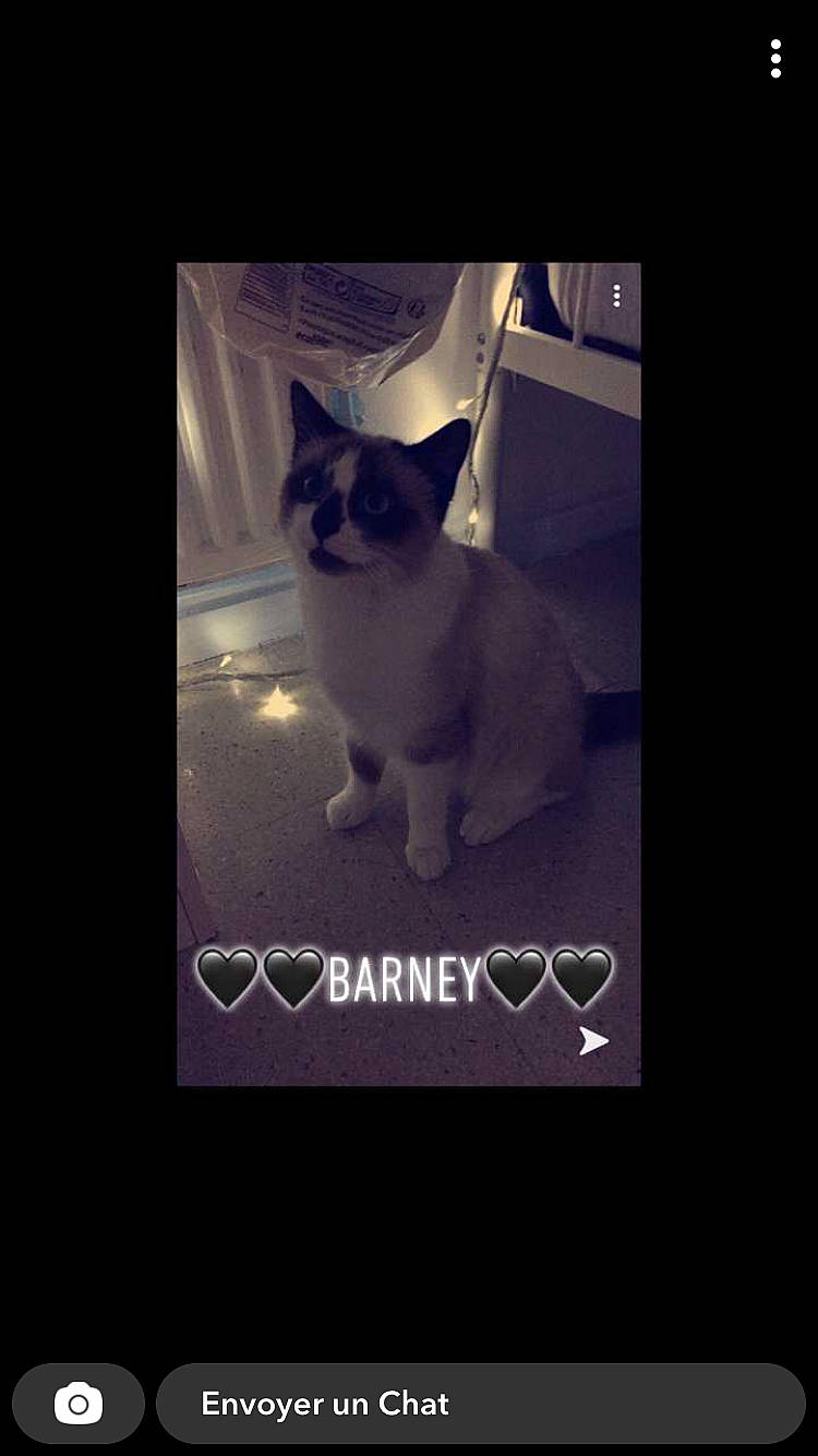 Barney a rejoint le concours — aidez-le/la à gagner de superbes lots ! carnivore, cat, felidae, photo_caption, siamese, small_to_medium_sized_cats, snout, whiskers
