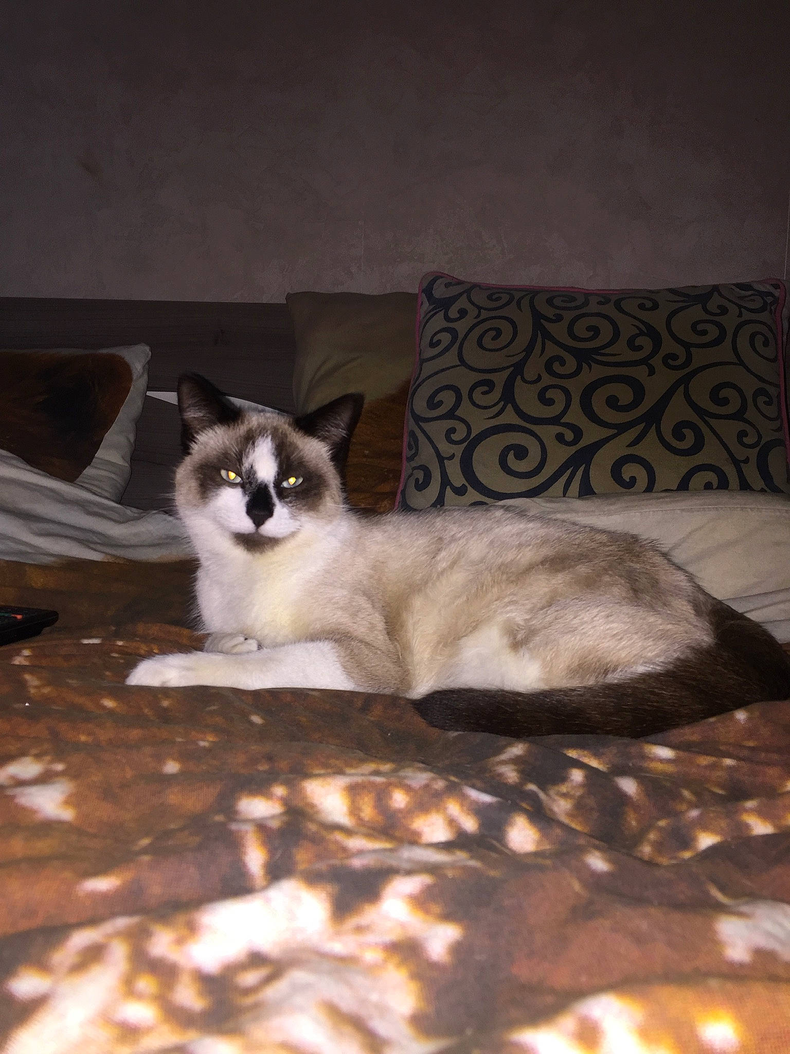 Barney participe au concours pour gagner de l'argent avec cette photo : carnivore, cat, couch, cushion, felidae, fur, home, home_accessories, linens, living_room, mammal, pillow, siamese, slipcover, small_to_medium_sized_cats, snout, snowshoe, thai, throw_pillow, whiskers