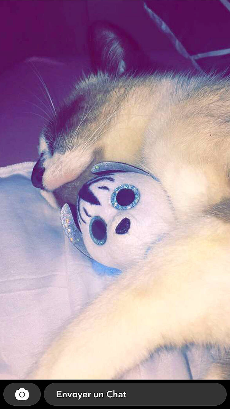 Barney a rejoint le concours — aidez-le/la à gagner de superbes lots ! cat, fur, paw, primate, snout, terrestrial_animal, whiskers