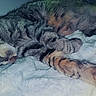 animal, blanket, cat, closeup, comfort, cozy, cute, domestic, feline, fur, indoors, paw, peaceful, pet, relaxation, resting, sleeping, soft, tabby, whiskers
