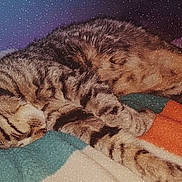 Ozzy participe au concours pour gagner de l'argent avec cette photo : animal, bed, blanket, cat, cozy, cute, domestic_cat, feline, fur, indoor, mammal, paw, pet, relaxed, resting, sleeping, soft, striped, tabby, whiskers