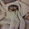 animal, blanket, cat, comfort, cozy, cute, feline, fur, home, indoor, knitted, peaceful, pet, relaxed, resting, sleeping, snuggled, soft, tabby, warm