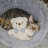 Ozzy participe au concours pour gagner de l'argent avec cette photo : animal, cat, comfort, cozy, cuddling, cute, fluffy_bed, gray, indoor, peaceful, pet, plush_toy, resting, sleeping, soft_texture, sparkles, striped_bow_tie, tabby_cat, teddy_bear, white