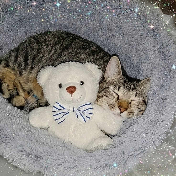 Ozzy participe au concours pour gagner de l'argent avec cette photo : animal, cat, comfort, cozy, cuddling, cute, fluffy_bed, gray, indoor, peaceful, pet, plush_toy, resting, sleeping, soft_texture, sparkles, striped_bow_tie, tabby_cat, teddy_bear, white