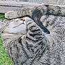 animal, cat, closeup, cute, domestic, feline, fur, grass, mammal, nature, outdoor, paw, peaceful, pet, relaxing, resting, sleeping, tabby, tail, whiskers