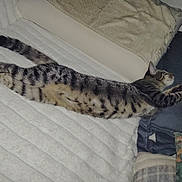 Ozzy a rejoint le concours — aidez-le/la à gagner de superbes lots ! cat, tabby, bed, pillow, blanket, sleeping, stretching, indoor, feline, striped, cozy, resting, animal, pet, fur, whiskers, relaxed, home, comfort, domestic