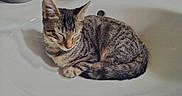 Ozzy participe au concours pour gagner de l'argent avec cette photo : cat, kitten, tabby, sleeping, sink, bathroom, fur, pets, domestic_animal, animal, curling, resting, toiletries, white, comfort, cute, peaceful, indoor, young, feline