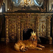 Charlie joined the competition — help win amazing prizes! golden_retriever, dog, crown, fireplace, luxury, royal, interior, ornate, gold, furniture, curtains, chandelier, wood_floor, pet, animal, relaxing, portrait, indoors, decor, majestic
