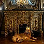 golden_retriever, dog, crown, fireplace, luxury, royal, interior, ornate, gold, furniture, curtains, chandelier, wood_floor, pet, animal, relaxing, portrait, indoors, decor, majestic