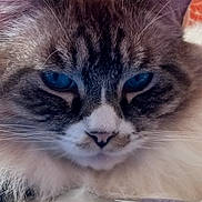 Willow joined the competition — help win amazing prizes! cat, close_up, blue_eyes, fluffy, fur, whiskers, pet, animal, portrait, face, relaxed, indoor, cute, mammal, feline, domestic_animal, soft, whisker, nose, tabby