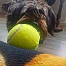 Soraya participe au concours pour gagner de l'argent avec cette photo : dog, tennis_ball, indoor, pet, playing, furry, blanket, floor, home, cozy, toy, close_up, brown, black, fur, animal, mammal, cute, domestic, companion